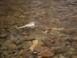 MS Message in bottle floating in river / Vancouver, British Colombia, Canada Stock Footage