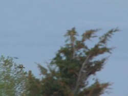 Red tailed hawk flying Stock Footage