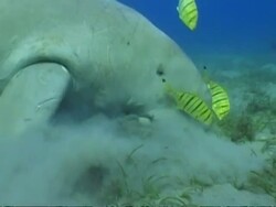 MS Dugong, Dugong dugon, foraging, side view, Egypt, Red Sea Stock Footage
