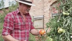 Senior man cutting tomatoes in his allotment Stock Footage