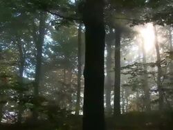 STEADYCAM: Spooky forest Stock Footage