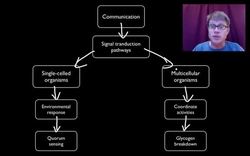 Evolutionary Significance of Cell Communication Instructional Video