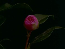 T/L Paeony Flower - CU bud opens to large pink flower, black background Stock Footage