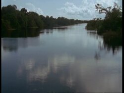 WA POV of boat moving through flooded river, South America Stock Footage