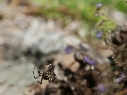 Argiope wasp spider preying a grasshopper Stock Footage