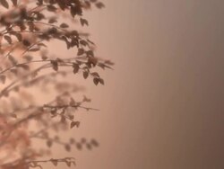 Beautiful Green Loop 002 Stock Footage