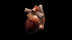 Human Heart beating Stock Footage