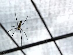garden spider Stock Footage