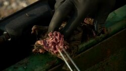 A scientist collects samples from a piece of rotting flesh. Stock Footage