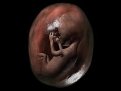 Gestation, fetus growing Stock Footage
