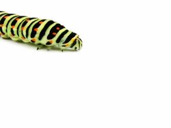 caterpillar Stock Footage