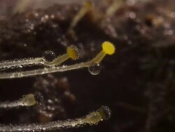 T/L Pilobolus dung fungi on cow dung growing toward sun take 4, UK Stock Footage