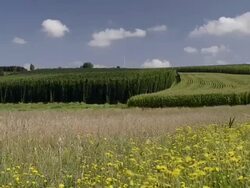 WS View of Hop field / Mainburg, Bavaria, Germany Stock Footage