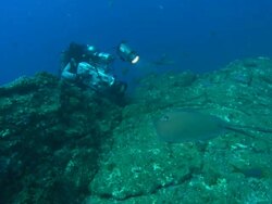 Rebreather Diver films Diamond Stingray on pinnacle, Mexico  Stock Footage