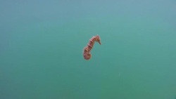 Hippocampus guttulatus Stock Footage