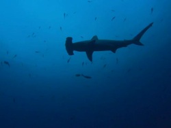 Hammerhead shark silhouette, Costa Rica, Pacific Ocean  Stock Footage