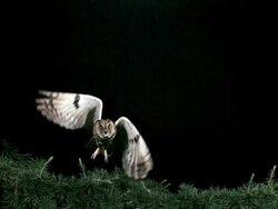 MS SLO MO Shot of Eared Owl Adult in Flight Taking off from Tree / Vieux Pont en Auge, Normandy, France Stock Footage