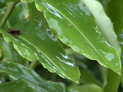 Drip tips of leaves in jungle, Danum Valley, Sabah, Malaysia, Borneo Stock Footage