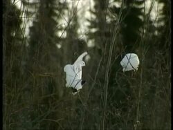 MS pair of Ptarmigan, Lagopus mutus, sitting in bare branches of tree, Arctic Circle Stock Footage
