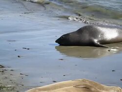 California Sea lions Stock Footage