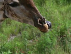 CU SLO MO TU View of Giraffe snorting and licking nostrils / Pilanesberg National Park, North West Province, South Africa Stock Footage