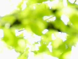 Sun shining through beech leaves rack focus Stock Footage