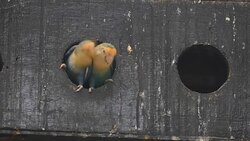 Lovely parrot Stock Footage