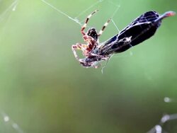 HD:  Spider on web Stock Footage