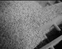 TOMORROW'S BREW News Clip