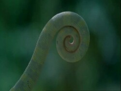 CU Chameleons tail, curled up in spiral, Botswana, Africa Stock Footage