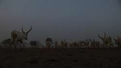 A cattle camp in South Sudan Stock Footage
