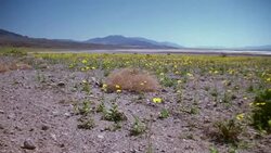 Death Valley Pan from Flowers to Red Mountains Stock Footage