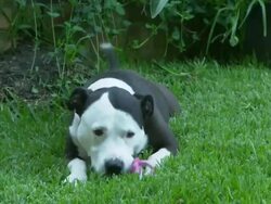 Medium Close Up pan-right zoom-in-A happy dog plays with a rubber chew toy on a lawn. / Downey, CA, USA Stock Footage