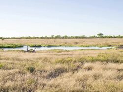 WS Waterhole In The African Savannah Stock Footage