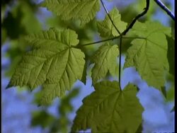 CU Sycamore leaves, Presque Isle, USA Stock Footage