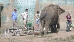 VOICED : Elefantes escapan de eutanasia News Clip