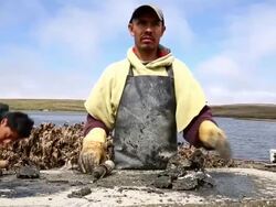 Oyster Farm On Point Reyes Nat'l Seashore Loses Court Appeal To Stay Open Stock Footage