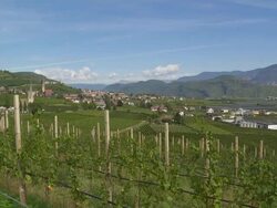 Tramin in South Tyrol and its Vineyards PAN Stock Footage