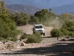 MS ZO Shot of two dogs running up track in front of car / Jindabyne, New South Wales, Australia Stock Footage