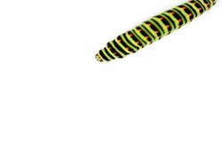 Swallowtail caterpillar Stock Footage