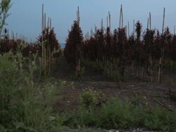 Rows of young Prunus cerasifera trees in evening garden Stock Footage