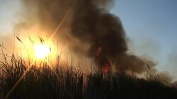 Fire Sugar Cane Stock Footage