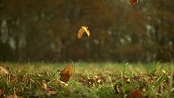 HD: Autumn Leaves Falling On Grass Stock Footage
