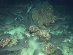 White Tip sharks night, Costa Rica, Pacific Ocean  Stock Footage