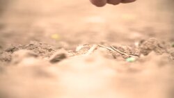 Farmer hand seeding Stock Footage
