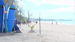 VOICED: Illegal turtle trade flourishes on Bali News Clip