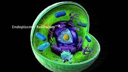 Cells - Centrosome & Endoplasmic Reticulum Instructional Video