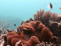 MS ZI Two Red clown fish dart in anemone AUDIO / Queensland, Australia Stock Footage