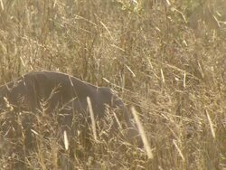 MS Shot of Common reedbuck grazing in early morning sunlight / Okavango Delta, North West District, Botswana Stock Footage