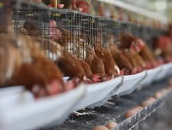 chicken egg in farm Stock Footage